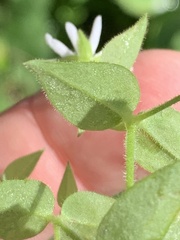 Stellaria
