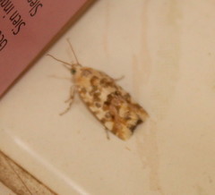 Acontia transfigurata