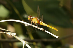 Rhodothemis lieftincki