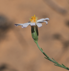 Chaetopappa ericoides