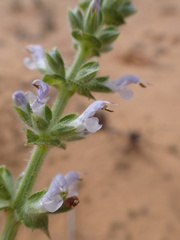 Salvia verbenaca