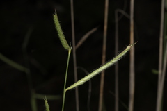 Cynodonteae
