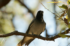 Coracina novaehollandiae