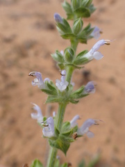Salvia verbenaca