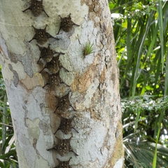 Rhynchonycteris naso