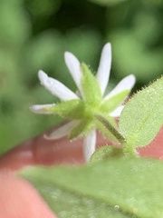 Stellaria