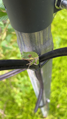 Hyla gratiosa