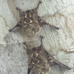 Rhynchonycteris naso