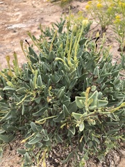 Acleisanthes longiflora