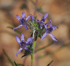 Ipomopsis multiflora