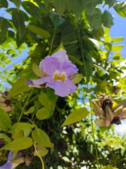 Thunbergia laurifolia
