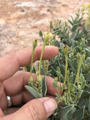 Acleisanthes longiflora