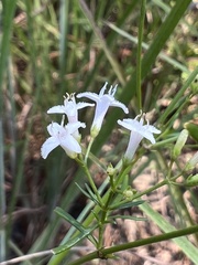 Stenaria nigricans