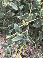 Acleisanthes longiflora