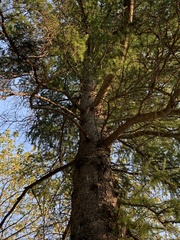 Larix laricina