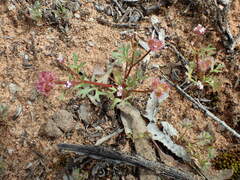 Trachymene cyanopetala