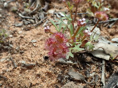 Trachymene cyanopetala