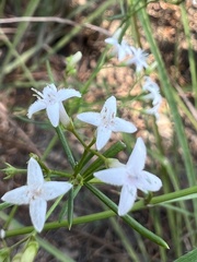 Stenaria nigricans