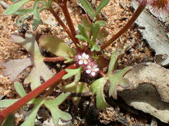 Trachymene cyanopetala