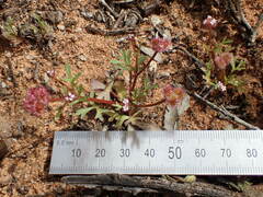Trachymene cyanopetala