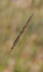Muhlenbergia alopecuroides