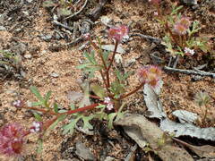Trachymene cyanopetala