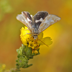 Heliothodes diminutiva