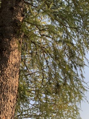 Larix laricina