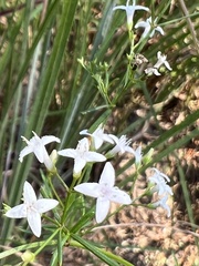 Stenaria nigricans