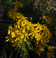 Senecio flaccidus