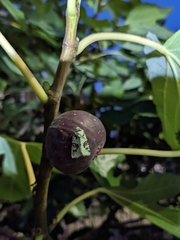 Lacinipolia implicata