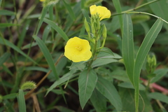 Oenothera