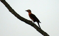 Colaptes campestris campestroides