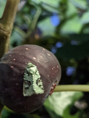 Lacinipolia implicata