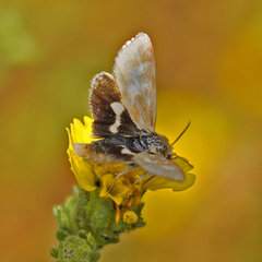 Heliothodes diminutiva