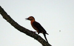 Colaptes campestris campestroides