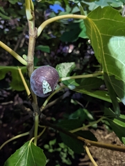 Lacinipolia implicata