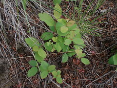 Spiraea betulifolia