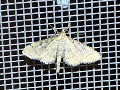Blepharomastix ranalis