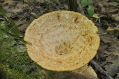 Polyporus