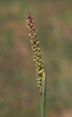 Tragus berteronianus