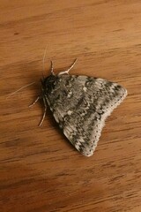 Catocala relicta