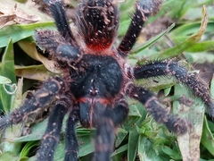 Homoeomma uruguayense