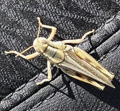 Melanoplus packardii