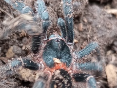 Homoeomma uruguayense