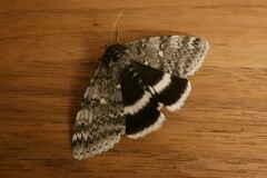 Catocala relicta