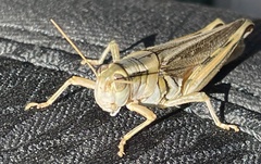 Melanoplus packardii