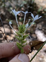 Plumbago zeylanica