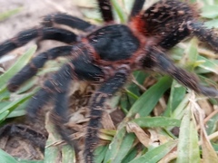 Homoeomma uruguayense