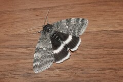Catocala relicta